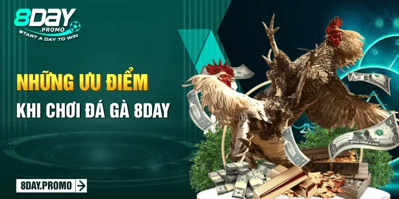 Đá Gà 8Day - Mang Đến Những Trận Đá Gà Siêu Hấp Dẫn 2 Những ưu điểm khi chơi đá gà 8Day